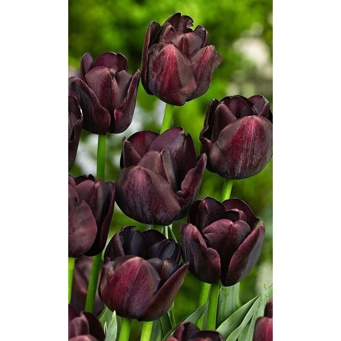 Тюльпан Триумф Пол Шерер,  р-р 12+, 3 шт, Эконом, Осень 2024 Тюльпан Триумф Пол Шерер,  р-р 12+, 3 шт, Эконом, Осень 2024