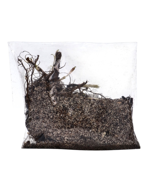 Флокс "Бамбини Черри Краш" р-р I, 2 шт, Весна 2025, ЭКОНОМ,