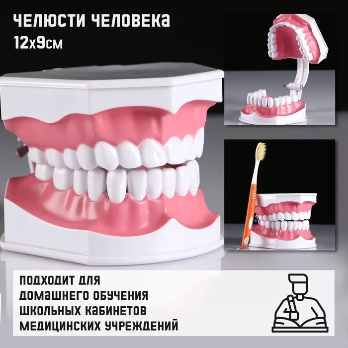 Анатомическая модель &laquo;Макет челюсти человека&raquo;, 12&times;9 см