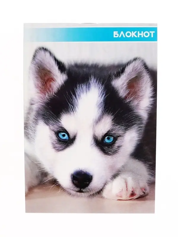 Набор блокнотов А6 40л кл на скобе Котята и щенята, мел карт, 4В 20шт