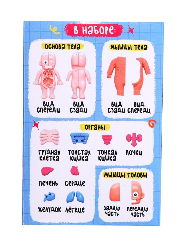 ЭВРИКИ Набор для опытов "Строение тела человека", 15 деталей