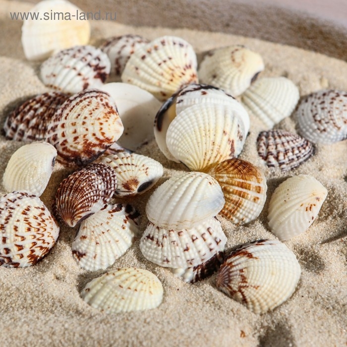 Набор ракушек, 2,5 - 4 см, 100 г Набор ракушек, 2,5 - 4 см, 100 г