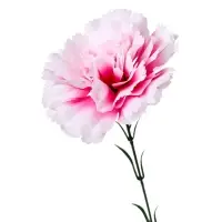 Цветы искусственные &laquo;Гвоздика экстра галант&raquo;, h=49 см, d=8 см, белые