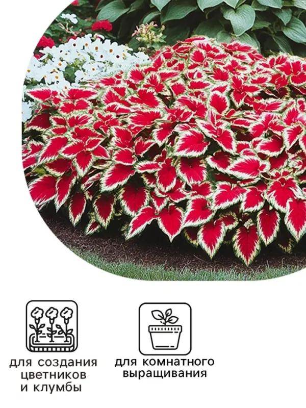 Семена цветов Колеус балконный  Семена цветов Колеус балконный "Бургундское вино", ц/п, 5 шт
