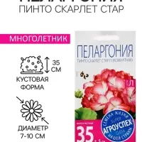 Семена цветов Пеларгония &laquo;Пинто Скарлет Стар&raquo;, F1, 4 шт., &laquo;Агроуспех&raquo;