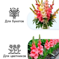 Гладиолус Низкорослый «Импрессив», луковица цветов в пакете с перфорацией, р-р 10+, 7 шт.