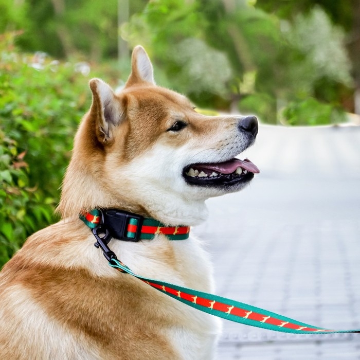 Ошейник «На стиле», застёжка - фастекс, 2.5 см, 40-55 см Ошейник «На стиле», застёжка - фастекс, 2.5 см, 40-55 см