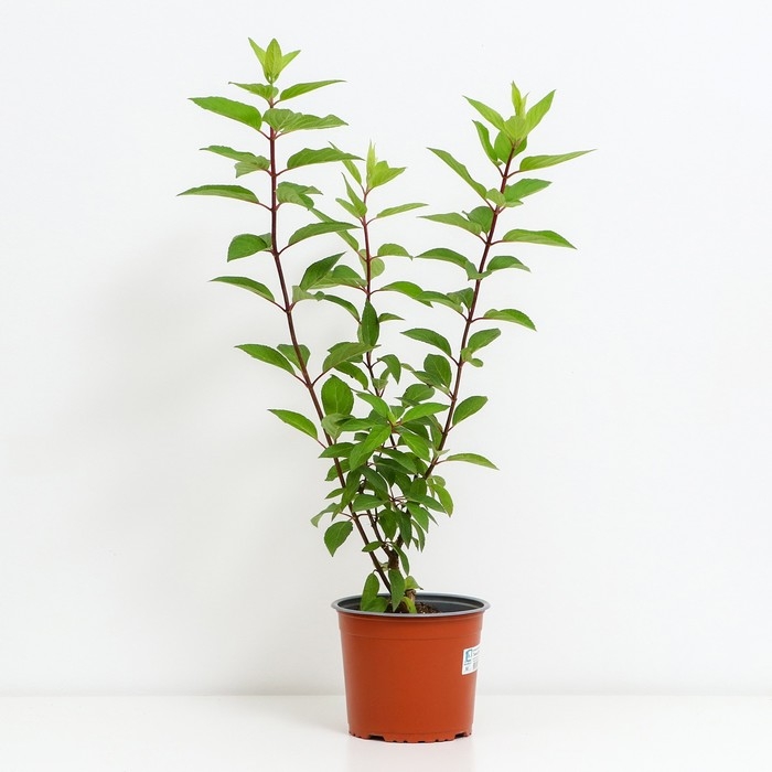 Гортензия метельчатая Пинки Винки, С3 горшок, Н10-50 высота, 1 шт, Осень 2024 Гортензия метельчатая Пинки Винки, С3 горшок, Н10-50 высота, 1 шт, Осень 2024