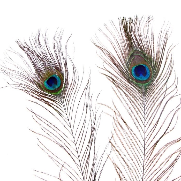 Перо павлина для декора, набор 2 шт., размер 1 шт. &mdash; от 40 до 50 см