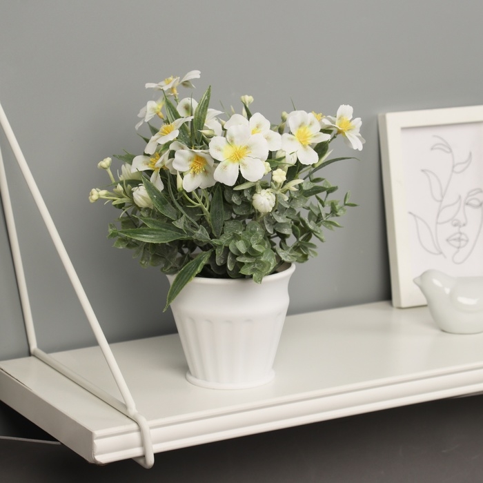 Бонсай в горшке Бонсай в горшке "Примула экстра премиум" 21х9 см, микс