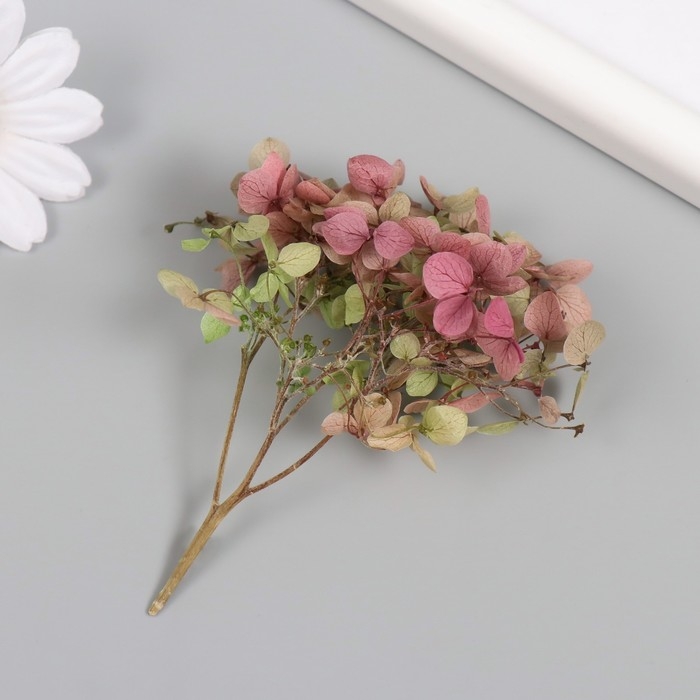 Сухоцвет Сухоцвет "Гортензия" зелёно-красный h=6-6,5 см