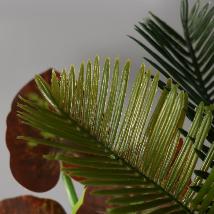 Бонсай в горшке Бонсай в горшке "Ассорти премиум" 19х17 см