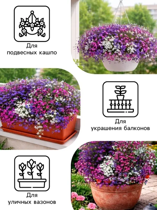 Семена цветов Лобелия &laquo;Каскад&raquo;, ампельная, смесь 0.01 г, &laquo;Рецепты дедушки Никиты&raquo;