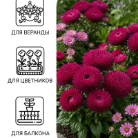 Семена цветов Астра игольчато-коготковая &laquo;Джувел Аметист&raquo;, однолетняя, 0.05 г, &laquo;Гавриш&raquo;