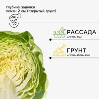 Семена Капуста белокочанная &laquo;Сибирский Гигант&raquo;, 0.3 г, &laquo;Семена Алтая&raquo;