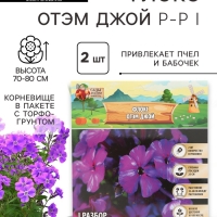 Флокс «Отэм Джой» корневище в пакете с торфогрунтом, р-р I, 2 шт.