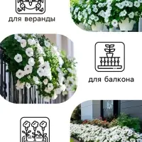 Семена цветов Гацания &laquo;Махагон&raquo;, F1, для балкона, веранды, цветника, однолетник, низкорослая0.04 г