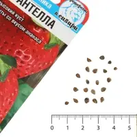 Семена Земляника &laquo;Гигантелла&raquo;, 10 шт., &laquo;Сибирский сад&raquo;