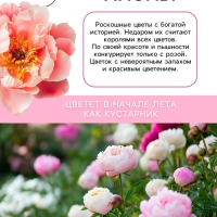 Пион Madame Calot, корневище в пакете с торфогрунтом, р-р 2/3, 1 шт.