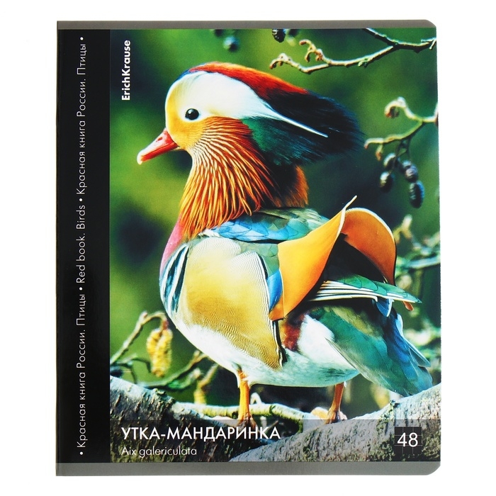 Тетрадь 48 листов в клетку, ErichKrause Тетрадь 48 листов в клетку, ErichKrause "Красная книга России. Птицы", обложка мелованный картон, глянцевая ламинация, блок офсет 100% белизна, МИКС