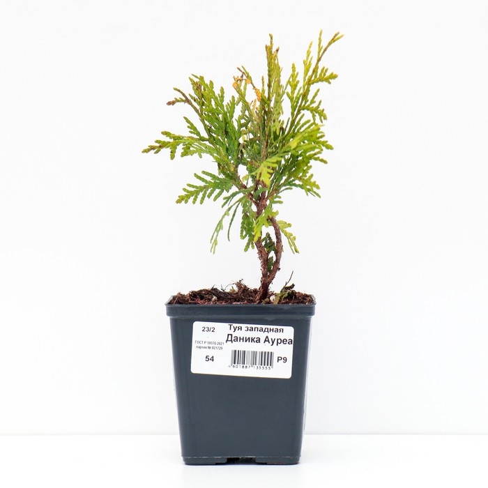 Туя западная Туя западная "Даника Ауреа", Р9, 1 шт, Осень 2024
