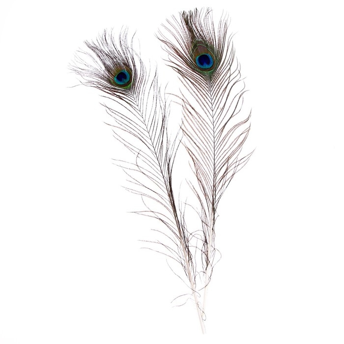 Перо павлина для декора, набор 2 шт., размер 1 шт. &mdash; от 40 до 50 см