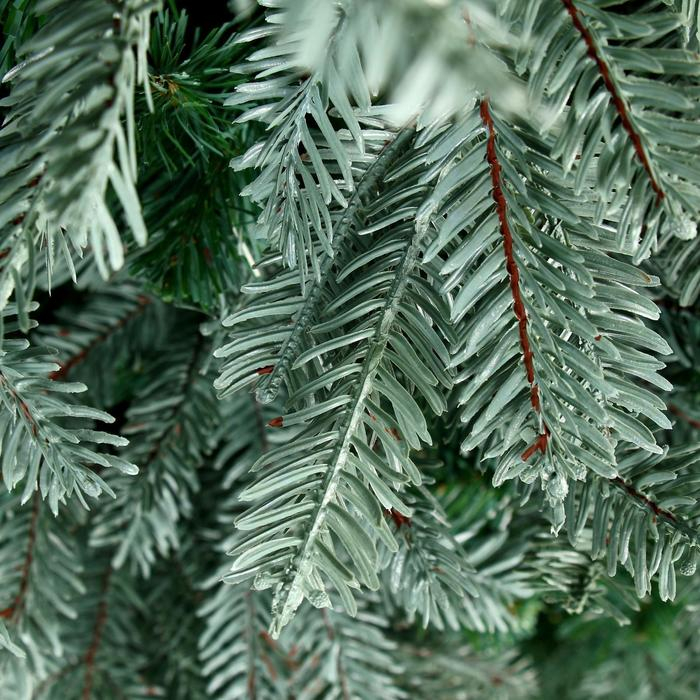 Ёлка  Ёлка "Эксклюзив голубая" 180 см d нижнего яруса 130 см 833 ветки