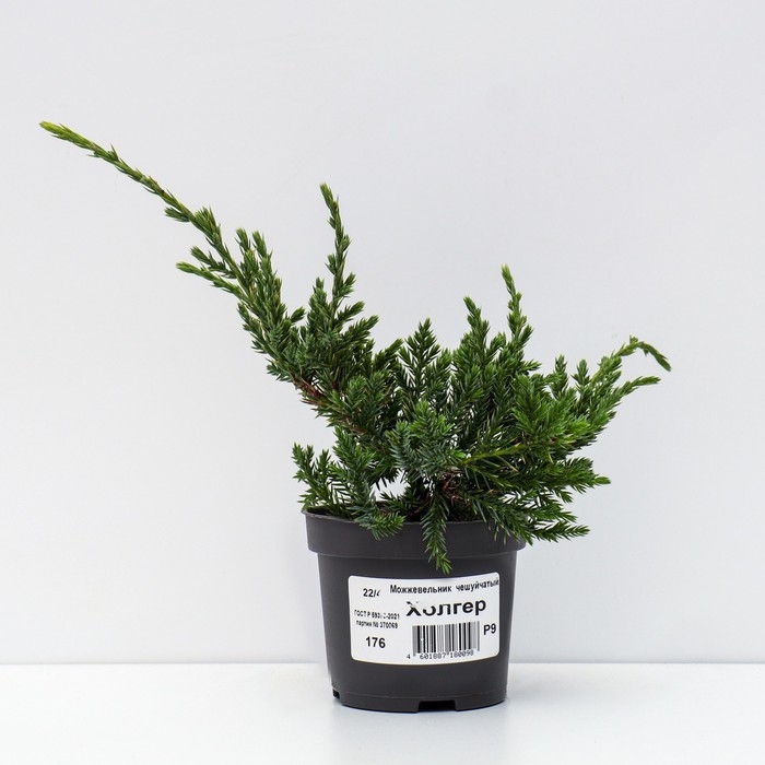 Можжевельник чешуйчатый Можжевельник чешуйчатый "Холгер", Р9, 1шт, h 3-20 см, Осень 2024