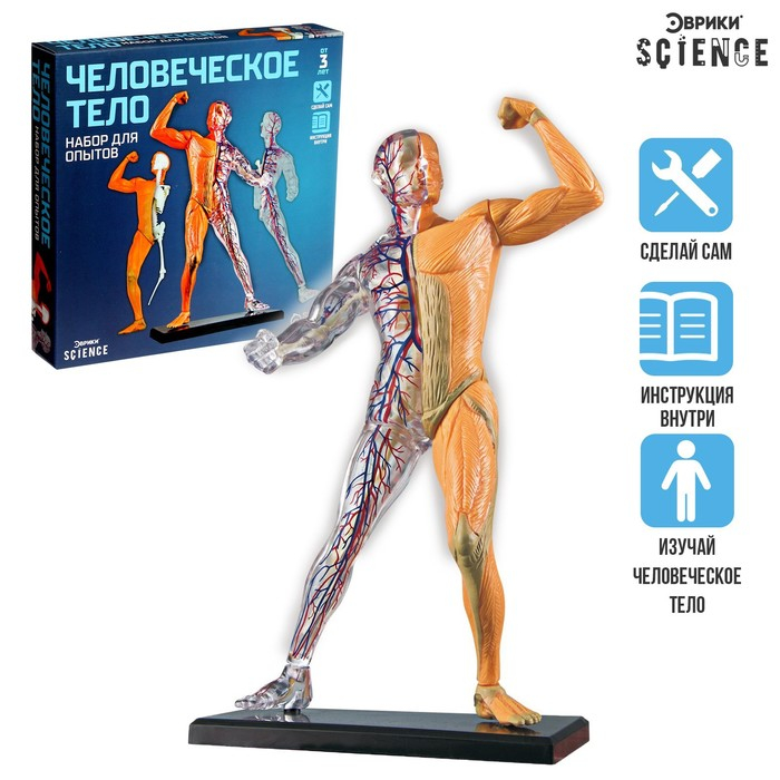 Научный опыт «Человеческое тело» Научный опыт «Человеческое тело»