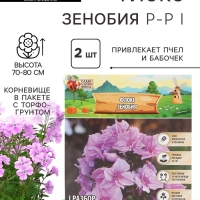 Флокс «Зенобия» корневище в пакете с торфогрунтом, р-р I, 2 шт.
