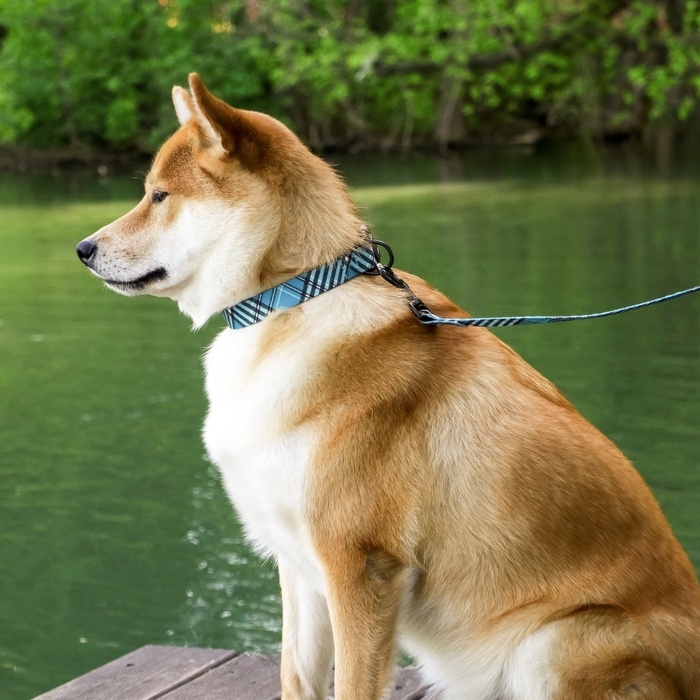 Ошейник «Джентльмен», застёжка - фастекс, 2.5 см, 40-55 см Ошейник «Джентльмен», застёжка - фастекс, 2.5 см, 40-55 см