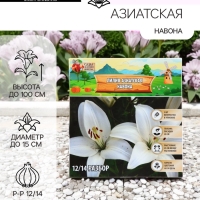 Лилия Азиатская «Навона», луковица в пакете с перфорацией, р-р 12/14, 3 шт.