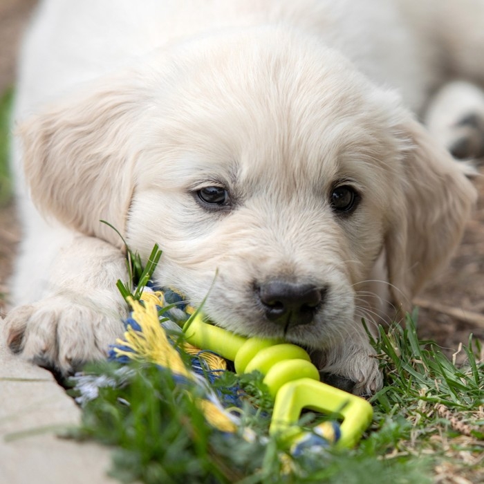 Игрушка жевательная с канатом Игрушка жевательная с канатом "Бантик", 11 см, микс цветов