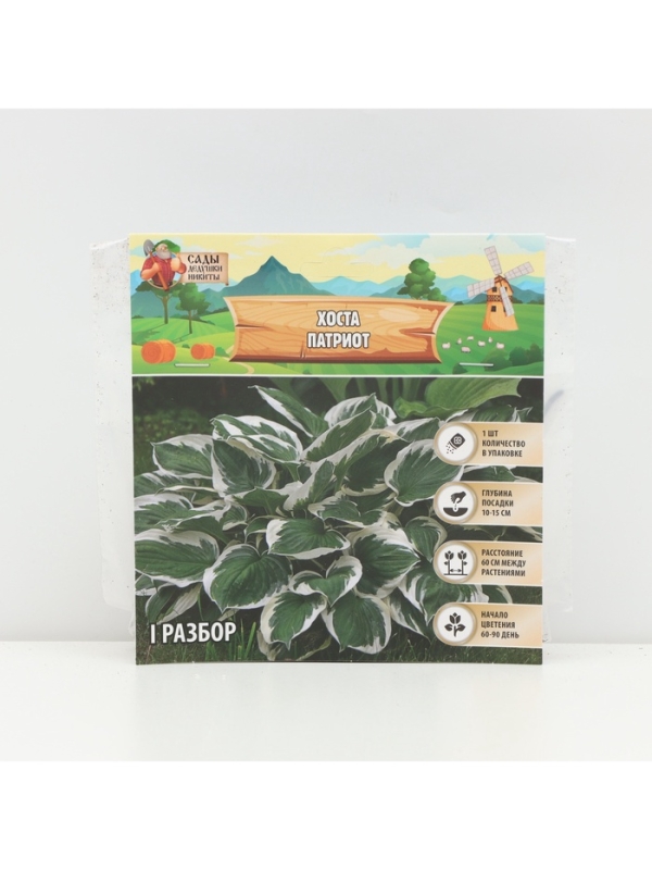 Хоста «Патриот», корневище в пакете с торфогрунтом, р-р I, 1 шт.