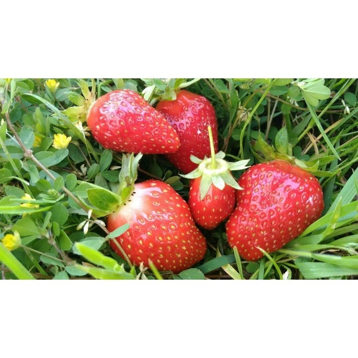Рассада Земляники круноплодной (клубники) ФРИГО МАЛЬГА А+ (>15 мм) ремонтантный сорт, P9 Горшок Рассада Земляники круноплодной (клубники) ФРИГО МАЛЬГА А+ (>15 мм) ремонтантный сорт, P9 Горшок