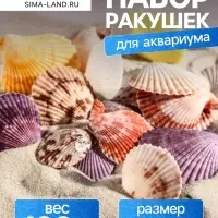 Набор ракушек Пектен Вексиллум средние, 4 - 6 см, 100 г