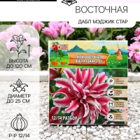 Лилия Восточная «Дабл Мэджик Стар», луковица в пакете с перфорацией, р-р 12/14, 3 шт.