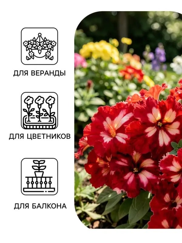 Семена цветов Петуния грандифлора &laquo;Кан кан бургунди&raquo; 10 шт.