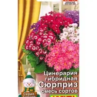 Семена цветов Цинерария гибридная Сюрприз, смесь сортов Мн Зимний сад, Ц/П,30 шт. Семена цветов Цинерария гибридная Сюрприз, смесь сортов Мн Зимний сад, Ц/П,30 шт.