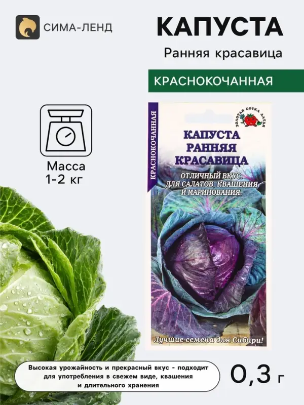 Семена Капуста краснокочанная &laquo;Ранняя красавица&raquo;, 0.3 г, раннеспелая, &laquo;Золотая Сотка Алтая&raquo;