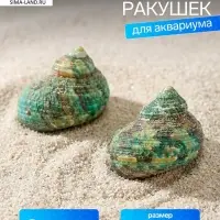 Набор ракушек декоративных, длина 4-5 см ширина 2 см, 2 шт.