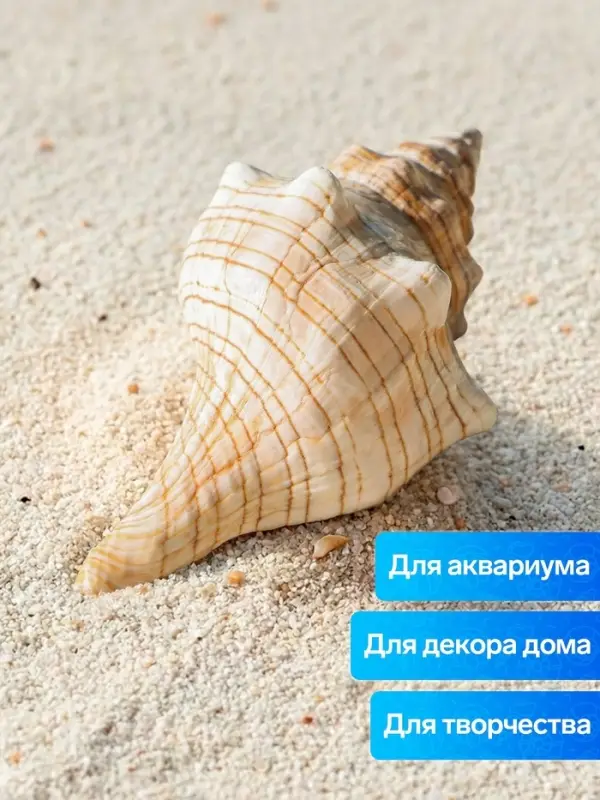 Ракушка декоративная, 8-11 см