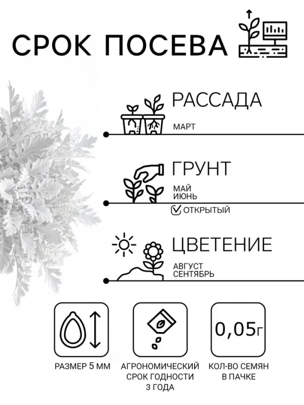 Семена цветов Цинерария приморская "Серебряная пыль", ц/п, 0,05 г