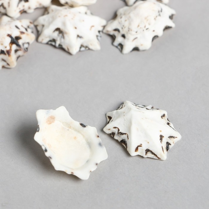 Ракушки декоративные Ракушки декоративные "Zlatka" 100 г ± 5 г, 2.5 см