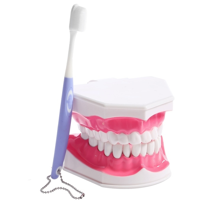 Игровой набор «Макет челюсти человека», 12 × 9 см, с щёткой, щётка цвета МИКС