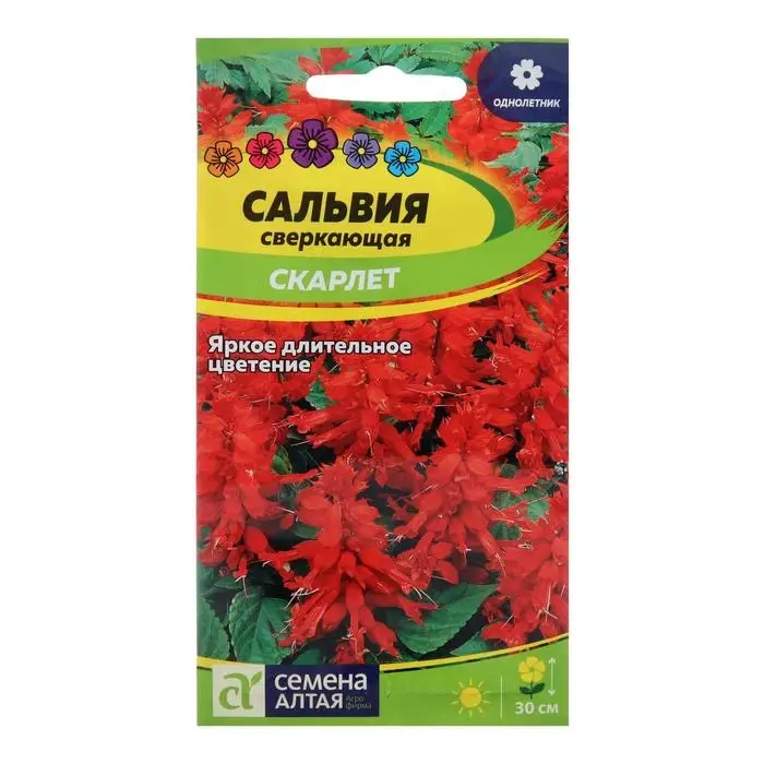 Семена цветов Сальвия  Семена цветов Сальвия "Скарлет", сверкающая, Сем. Алт, ц/п, 0,1 г