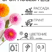 Семена цветов Георгин "Яркие помпоны", 0,3 г