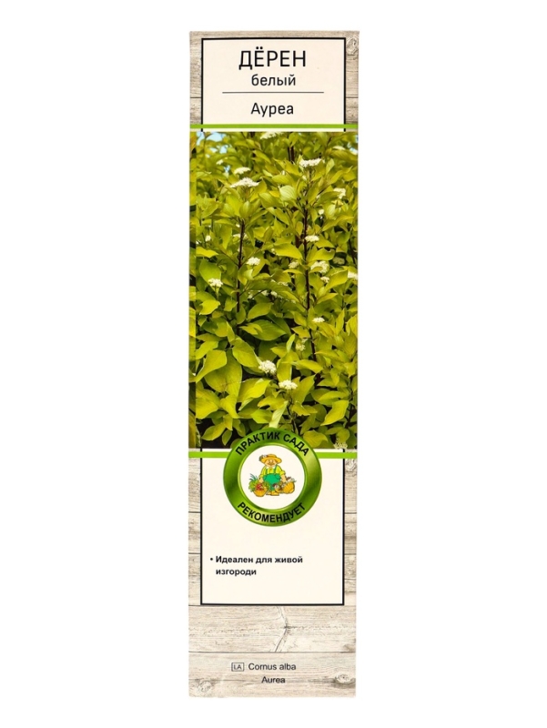 Дерен белый «Ауреа», саженец, декоративный, 1 шт., туба
