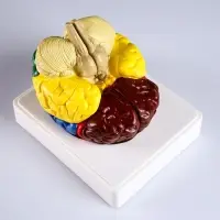 Анатомическая модель &laquo;Макет мозга человека&raquo;, 16&times;15 см