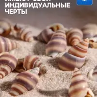 Набор ракушек, 1 - 2 см, 100 г